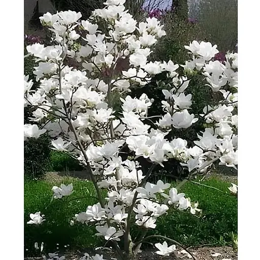 Магнолия 4-летняя суланжа "Alba Superba" (высота 80-100см) (187921) 1 саженец - фото 1