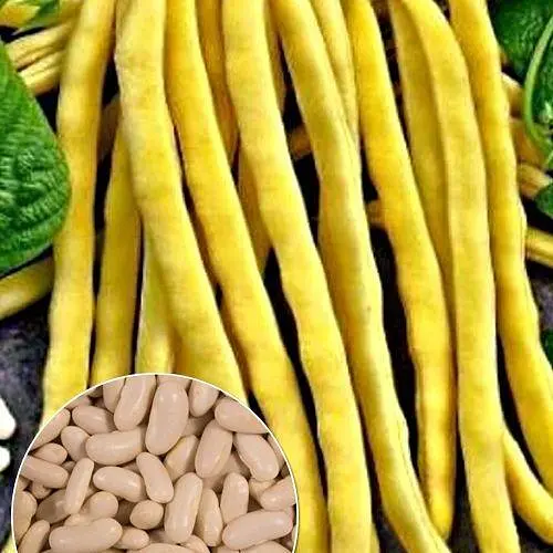 Фасоль "Спаржевая желтая" ТМ "Весна" 15г (13368) - фото 1