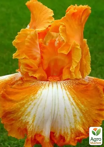 Ірис бородатий великоквітковий "Cajun Rhythm" (50813) 1 шт - фото 2