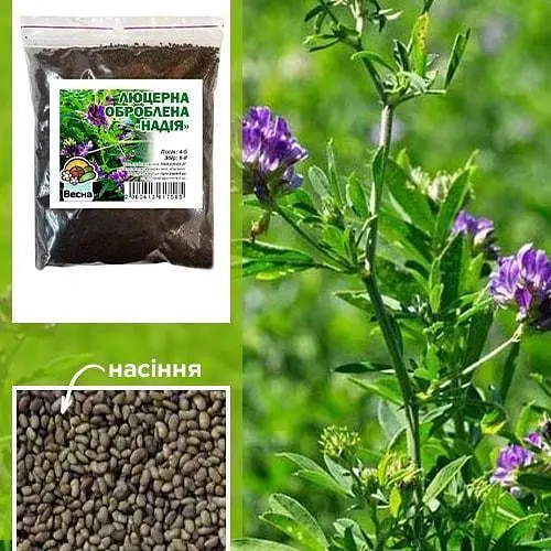 Люцерна оброблена (магнічена) "Надія" ТМ "Весна" 1кг (112608) - фото 1