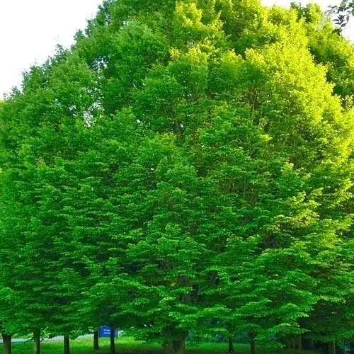 Граб европейский Betulaceae (пригодный для бонсай теневыносливый) высота 70-110см (80256) 1 саженец - фото 1