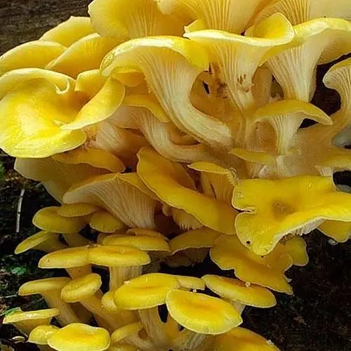 Сухий зерновий міцелій "Глива золота" 100г (45555) - фото 1