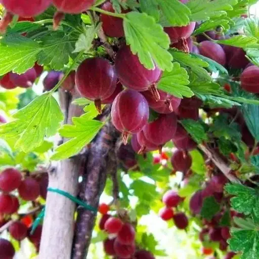 Штамбовий аґрус Agro-Market "Високий Замок" (середній термін дозрівання) (45315) 1 саджанець в упаковці - фото 1