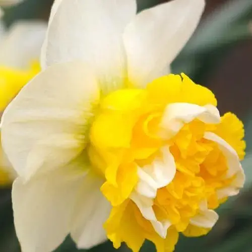 Нарцисс "Sweet Desire" (186344) 2 шт - фото 1