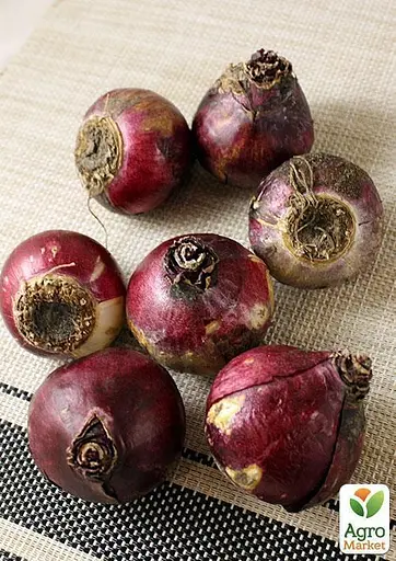 Гиацинт "Gipsy Queen" (размер 14/15, большой) 2 шт (17228) - фото 3