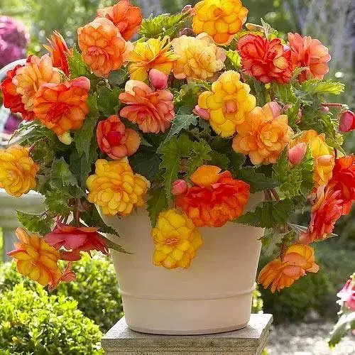 Бегонія махрова "Non Stop Gold Orange" (189874) 1 саженец Нідерланди - фото 1