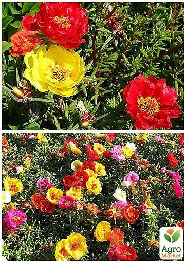 Портулак "Большецветковая смесь" Весна 1.5г (22471) - фото 2