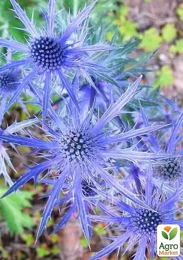 Синьоголовник альпійський "Blue Star" (декоративний сухоцвіт) (183707) 1 саджанець - фото 2
