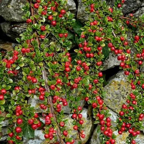 Кизильник гибридный "Stockholm", С2 (187640) 1 саженец в упаковке - фото 1