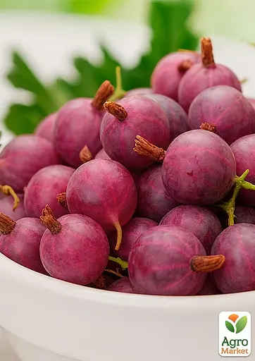 Крыжовник Agro-Market "Карамелька" (поздний срок созревания, один из самых вкусных сортов) (187562) 1 саженец в упаковке - фото 2