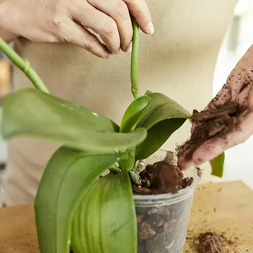 Торфосуміш для орхидей COMPO SANA® 5 л - фото 13