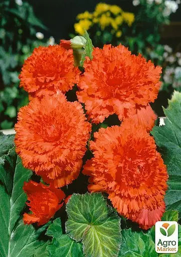 Бегонія Agro-Market мікс з 3-х сортів Надія (Hope) 3шт в комплекті (45735) - фото 2