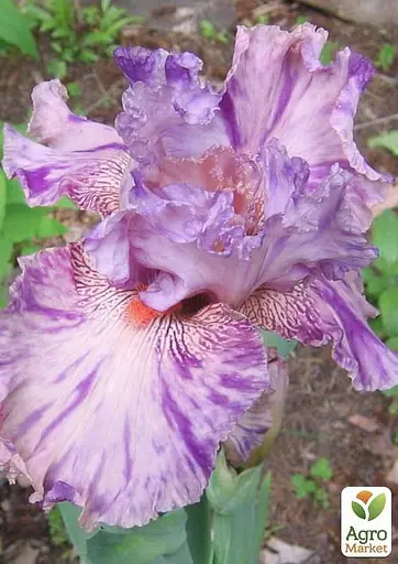 Ирис бородатый крупноцветковый "Squid Squirt" 1 шт (41139) - фото 2