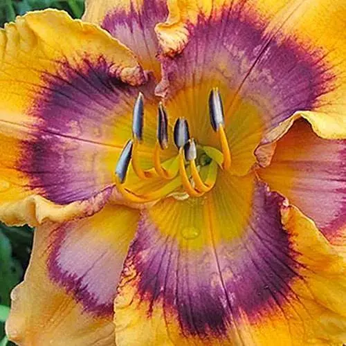 Лилейник "Kaleidoscope Dreamsicle" (сортовой укорененный в контейнере С1,2) (185979) 1 саженец - фото 1