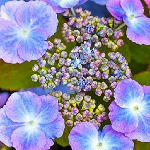 Гортензия пильчатая 3-х летняя Verlee высота саженца 30 - 50 см 1 саженец (181983)  - фото 1