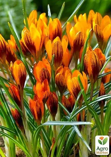Крокус ботанический "Orange Monarch" (размер 5/7, средний) 5 шт (48695) - фото 2