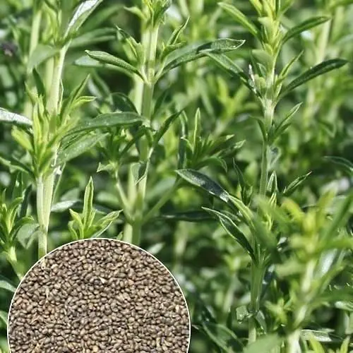 Чабер "Благоухающий" ТМ "Весна" 2г (32095) - фото 1