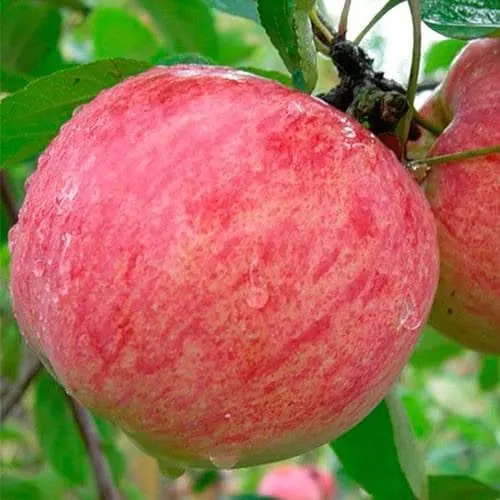 Яблоня Штрейфлинг Agro-Market Зимний Штрифель зимний сорт поздний срок созревания 188005 1 саженец в упаковке - фото 1