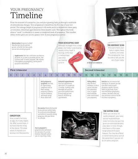 The Pregnancy Encyclopedia. All Your Questions Answered - фото 6