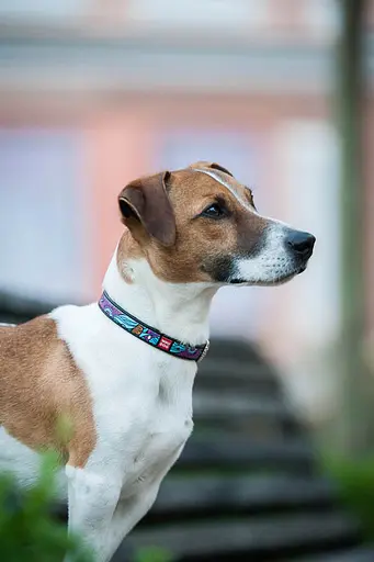 Нашийник для собак шкіряний Waudog Design з QR-паспортом "Літо" XS Ш 12 мм Д 20-28 см чорний - фото 5