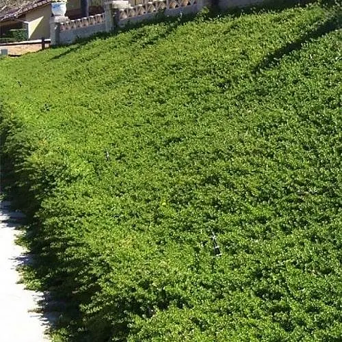 Кизильник Даммера "Major", С2 (187652) 1 саджанець в упаковці - фото 1