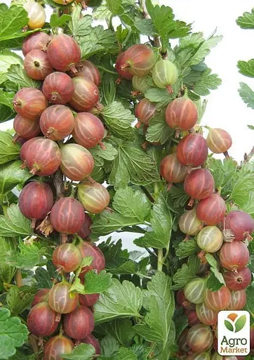 Агрус на штамбі Agro-Market "Неслуховський" (ранній термін дозрівання, великоплідний) (43072) 1 саджанець в упаковці - фото 3