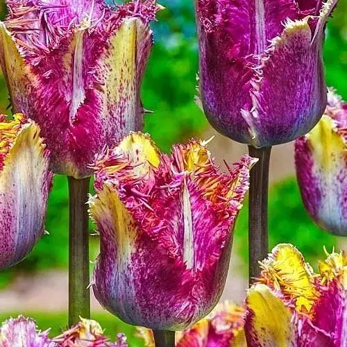 Тюльпан "Colour Fusion" (181254) 2 шт - фото 1