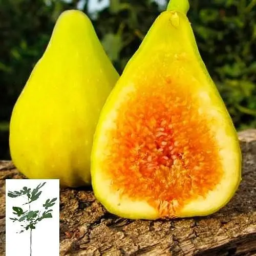 Інжир янтарний Agro-Market саджанець 4х-річний Медовий висота 1.2-1.7м 158733 1 саджанець в упаковці - фото 1