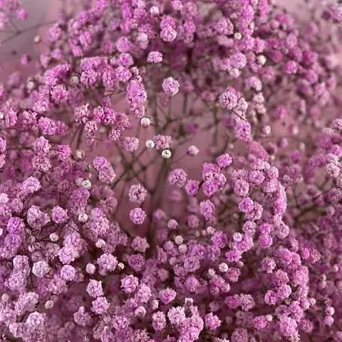 Гіпсофіла "Flamingo" (букетна під зріз) (183671) 1 саженец - фото 1