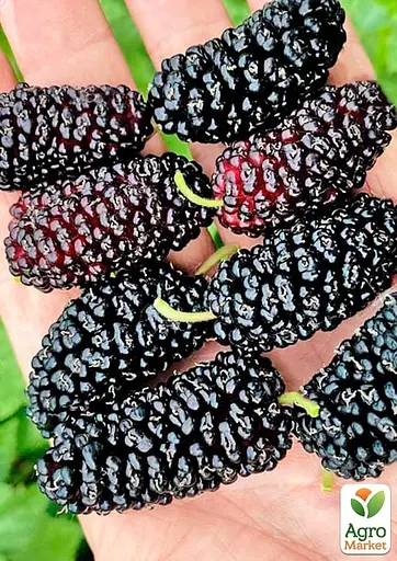 Шовковиця Плакуча чорна "Шеллі" (вік від 2-х років висота 100-110см) (179765) 1 саджанець - фото 3