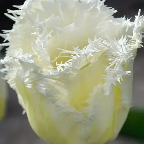 Тюльпан "Honeymoon" (186257) 2 шт - фото 1