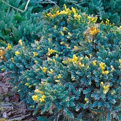 Можжевельник чешуйчатый "Golden Flame" С2 диаметр 15-20см (188034) 1 саженец - фото 1