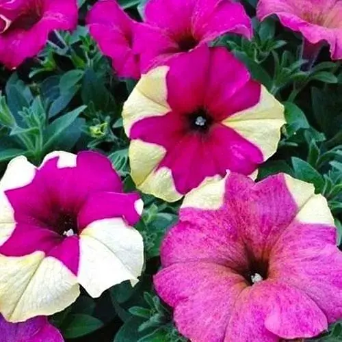 Сурфиния "Berry Mousse" (контейнер №10 высота 10-15 см) (47996) 1 саженец - фото 1