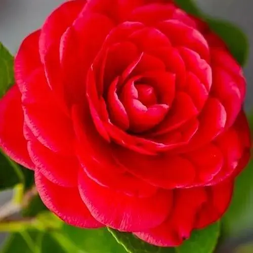 Камелия японская красная "Freedom Bell" (48324) 1 саженец - фото 1