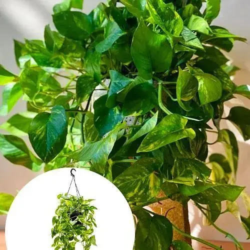 Эпипремнум Agro-Market Global Green (подвесной вазон, длина побегов 80-120 см) (188129) 1 саженец в упаковке (комнатный)  - фото 2