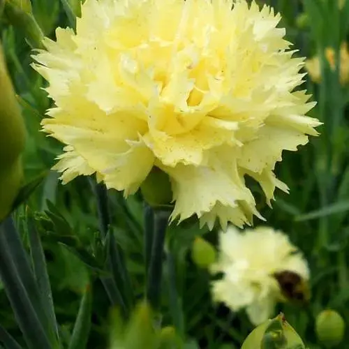 Гвоздика Махрова "Super Trouper Tilda" (188639) 1 саженец - фото 1