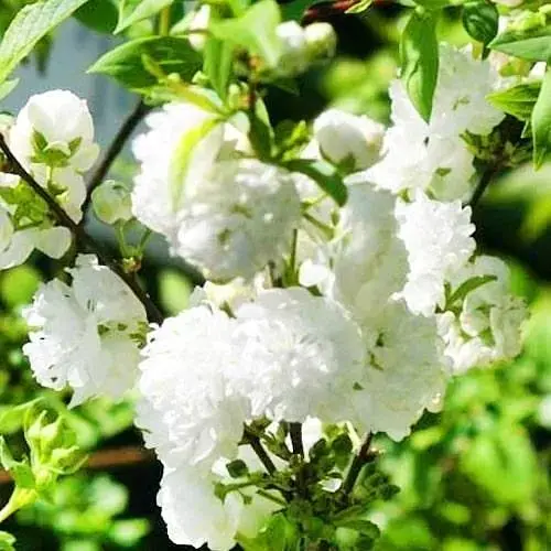 Сакура кущова "Alba Plena" (50726) 1 саджанець - фото 1