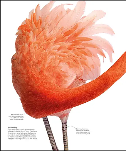 The Science of Animals - фото 7