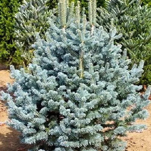 Пихта субальпийская Agro-Market Argentea С30 высота 90-110 см 176436 1 саженец в упаковке - фото 1