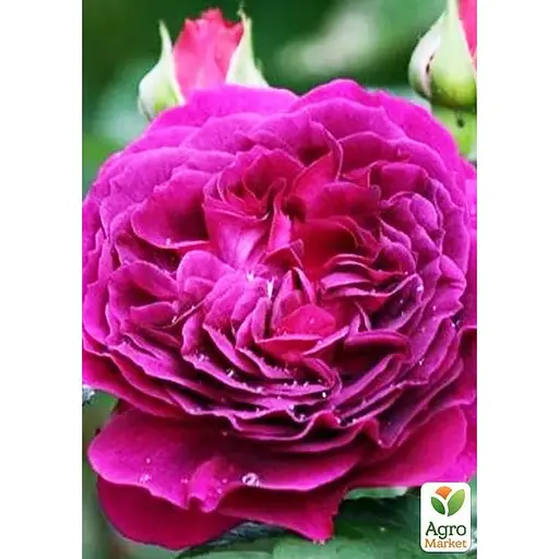 Троянда шрабова Agro-Market Purple Lodge (саджанець класу АА+) вищий сорт (187613) 1 саджанець в упаковці - фото 1