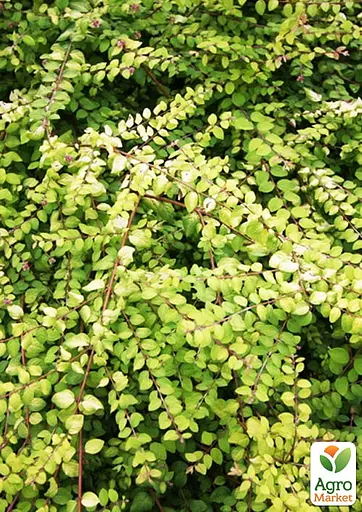 Снігоягідник Шено "Brain de Soleil" С2 (187654) 1 саджанець - фото 2