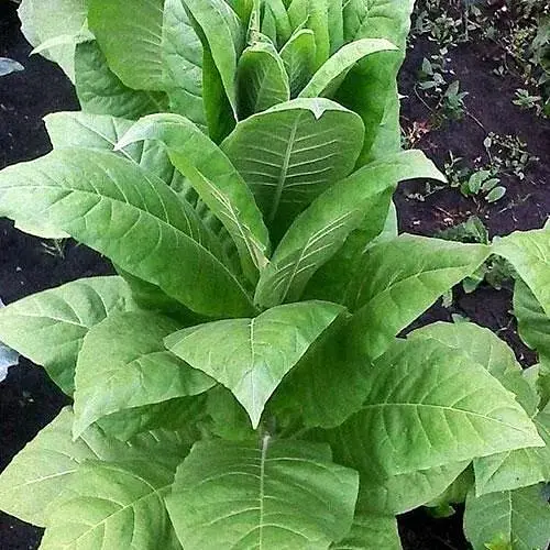 Семена Табак для курения "Дюбек" Весна 1г (45405) - фото 1