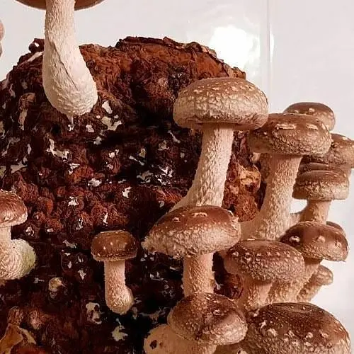 Сухий зерновий міцелій "Шиитаке імператорський" 10г (45511) - фото 1