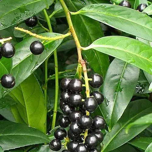 Лавровишня лікарська Agro-Market 1 рік (38436) 1 саджанець в упаковці  - фото 1