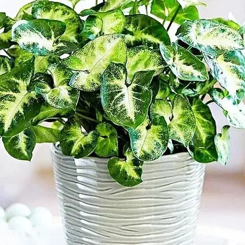 Сингоніум Agro-Market Pixie" висота 20-30 см (187880) 1 саджанець в упаковці (кімнатний) Нідерланди - фото 3