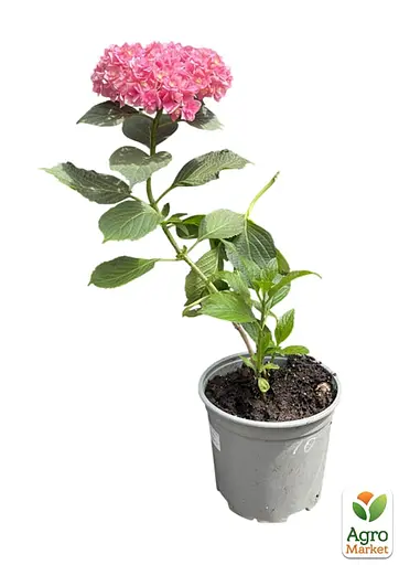 Гортензия крупнолистая 2-летняя "You & Me Together" высота саженца 25-45см (186188) 1 саженец - фото 2
