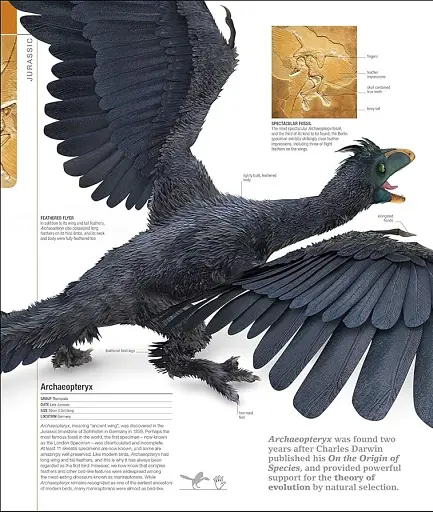 Dinosaurs and Prehistoric Life. The Definitive Visual Guide - фото 5