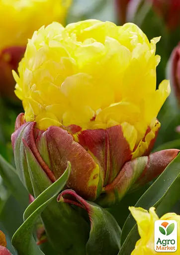 Тюльпан "Ice Cream Banana" (61554) 1 шт - фото 5