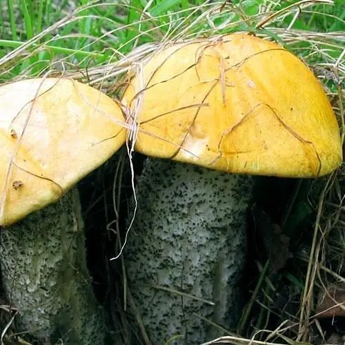 Сухий зерновий міцелій "Підосичник жовто-бурий" 100г (45589) - фото 1