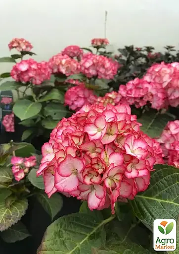 Гортензия крупнолистая 2-летняя "RoCo-Beauty of Boskoop" высота саженца 25-45см (186192) 1 саженец - фото 4